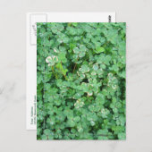 Carte postale Shamrock vert et blanc (Devant / Derrière)
