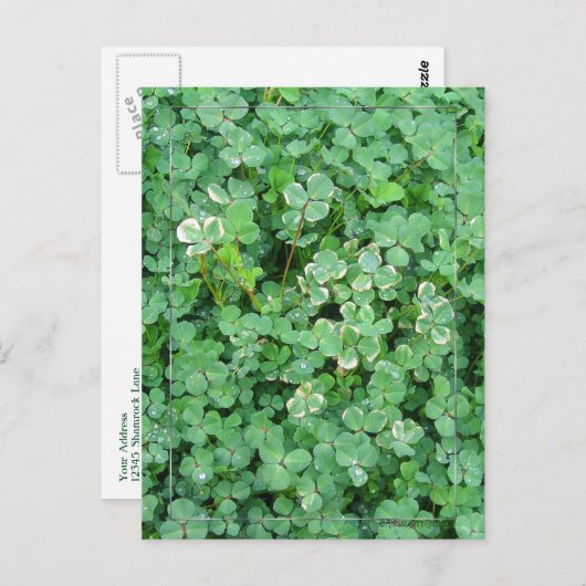 Carte postale Shamrock vert et blanc (Devant / Derrière)