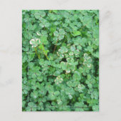 Carte postale Shamrock vert et blanc (Devant)