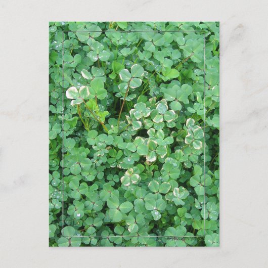 Carte postale Shamrock vert et blanc (Devant)