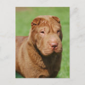 Carte Postale Shar Pei (Devant)