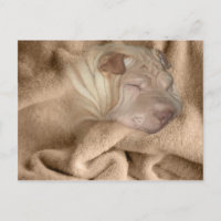 Shar-Peï Chinois Camouflage, Cachette de rides