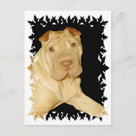 Carte postale Shar Pei Dog (Devant)