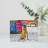 Carte Postale Shar Pei Dog, Ollantaytambo, Pérou (Debout devant)