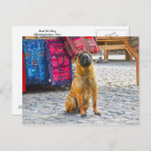 Carte Postale Shar Pei Dog, Ollantaytambo, Pérou (Devant / Derrière)