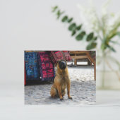 Carte Postale Shar Pei Dog, Ollantaytambo, Pérou (Debout devant)