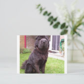 Carte Postale Shar pei longhair assise.png (Debout devant)