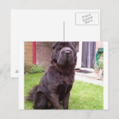 Carte Postale Shar pei longhair assise.png (Devant / Derrière)