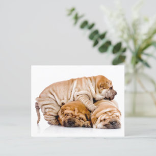 Carte Postale Shar Pei Puppies