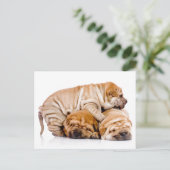 Carte Postale Shar Pei Puppies (Debout devant)