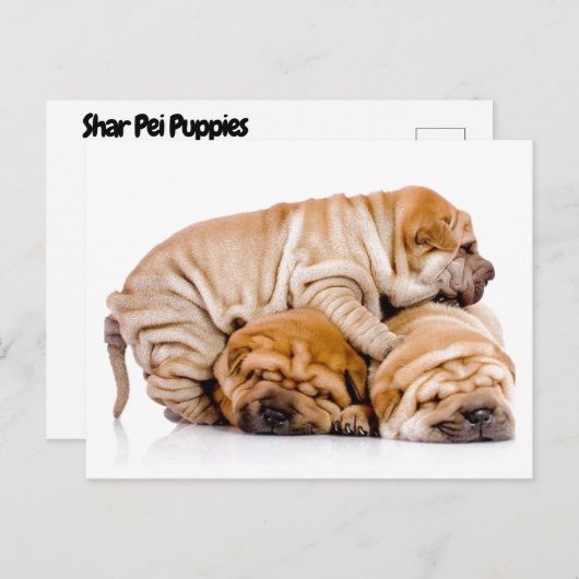 Carte Postale Shar Pei Puppies (Devant / Derrière)