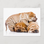 Carte Postale Shar Pei Puppies (Devant)