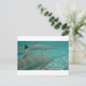 Carte Postale shark (Debout devant)
