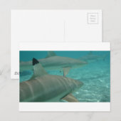 Carte Postale shark (Devant / Derrière)