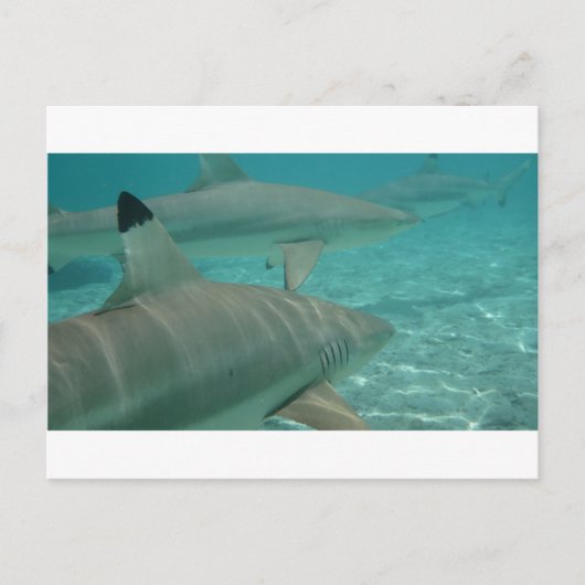 Carte Postale shark (Devant)