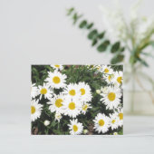 Carte postale Shasta Daisies (Debout devant)