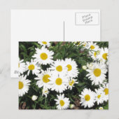 Carte postale Shasta Daisies (Devant / Derrière)
