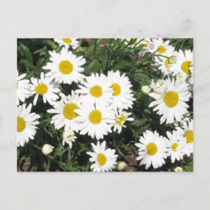 Carte postale Shasta Daisies