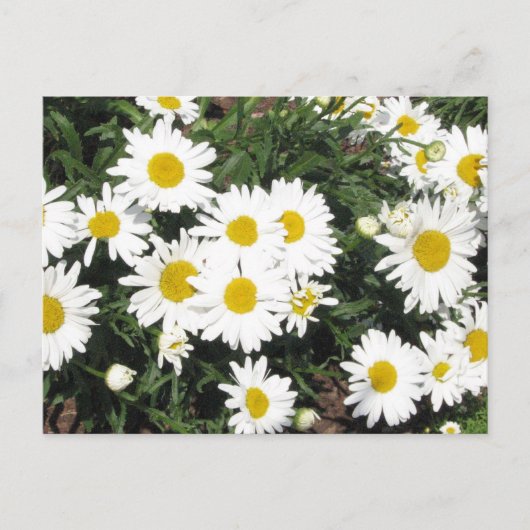 Carte postale Shasta Daisies (Devant)