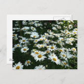 Carte Postale Shasta Daisies (Devant / Derrière)