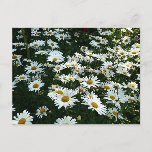 Carte Postale Shasta Daisies (Devant)