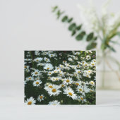 Carte Postale Shasta Daisies (Debout devant)