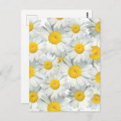 Carte Postale Shasta Daisies (Devant / Derrière)