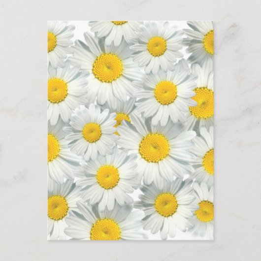 Carte Postale Shasta Daisies (Devant)