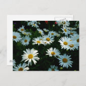 Carte Postale Shasta Daisies II (Devant / Derrière)