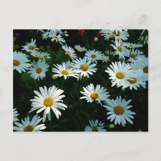 Carte Postale Shasta Daisies II (Devant)