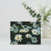 Carte Postale Shasta Daisies II (Debout devant)
