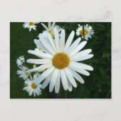Carte Postale Shasta Daisy (Devant)