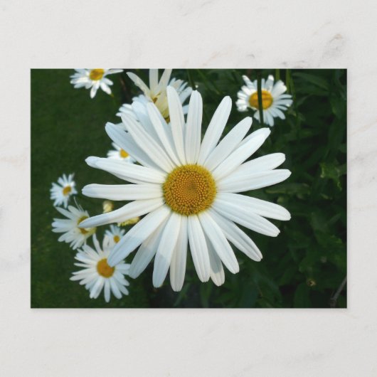 Carte Postale Shasta Daisy (Devant)