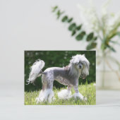 Carte Postale Sheeba - Crestie Showoff (Debout devant)