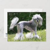 Carte Postale Sheeba - Crestie Showoff (Devant / Derrière)