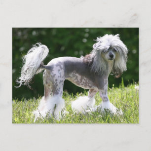 Carte Postale Sheeba - Crestie Showoff