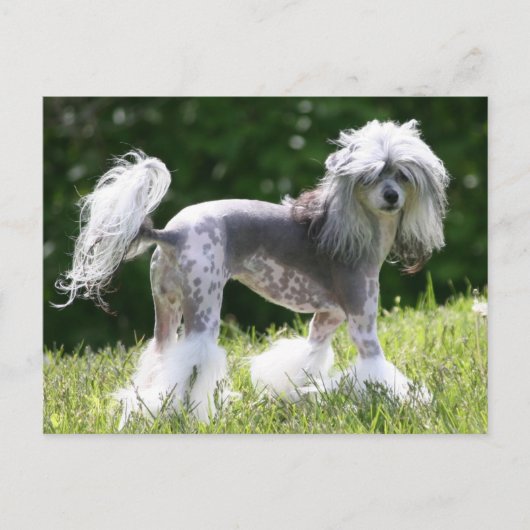 Carte Postale Sheeba - Crestie Showoff (Devant)