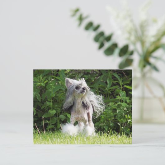 Carte Postale Sheeba regarde (Debout devant)