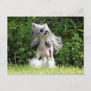 Carte Postale Sheeba regarde