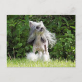 Carte Postale Sheeba regarde (Devant)