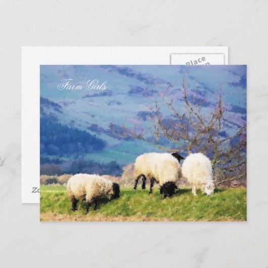 CARTE POSTALE SHEEP (Devant / Derrière)