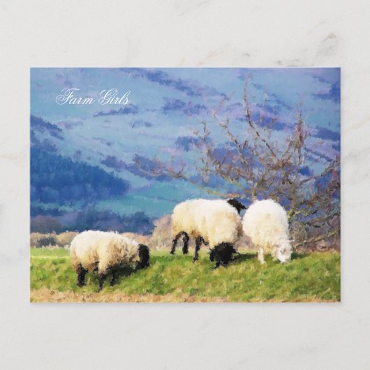 CARTE POSTALE SHEEP (Devant)