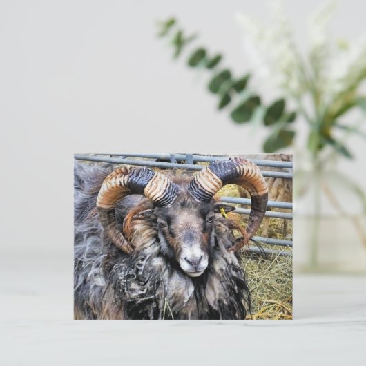 CARTE POSTALE SHEEP (Debout devant)