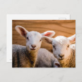 Carte postale Sheep (Devant / Derrière)