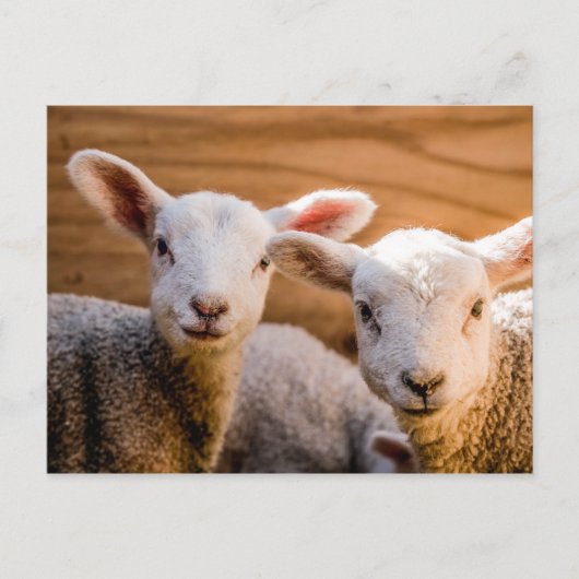 Carte postale Sheep (Devant)