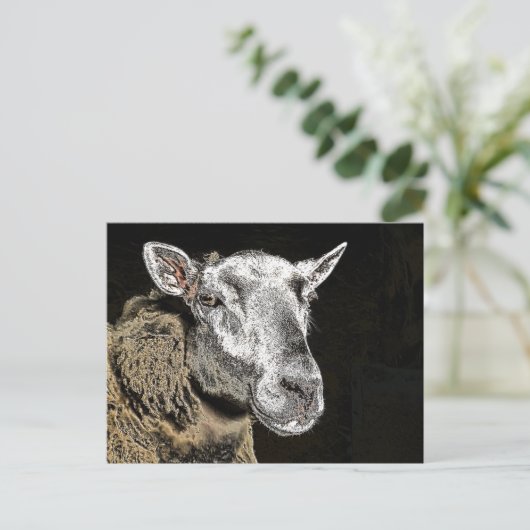 CARTE POSTALE SHEEP (Debout devant)
