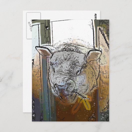 CARTE POSTALE SHEEP (Devant / Derrière)