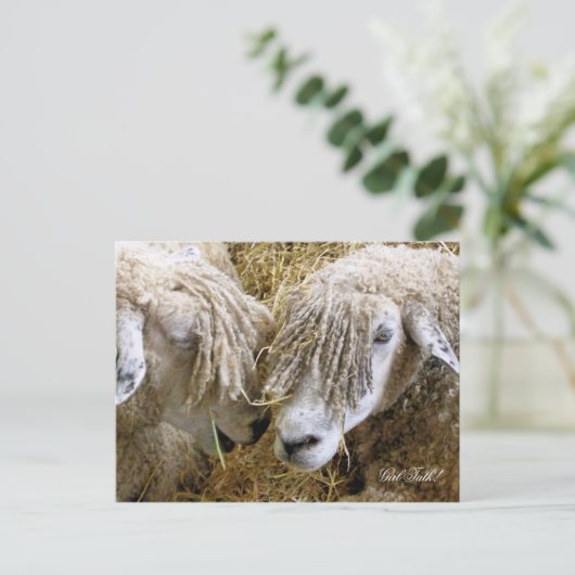 CARTE POSTALE SHEEP (Debout devant)