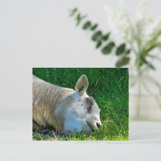 CARTE POSTALE SHEEP (Debout devant)