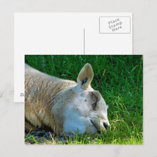 CARTE POSTALE SHEEP (Devant / Derrière)